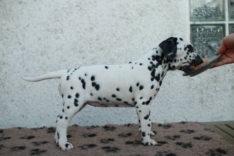 img_2745-standard.jpg