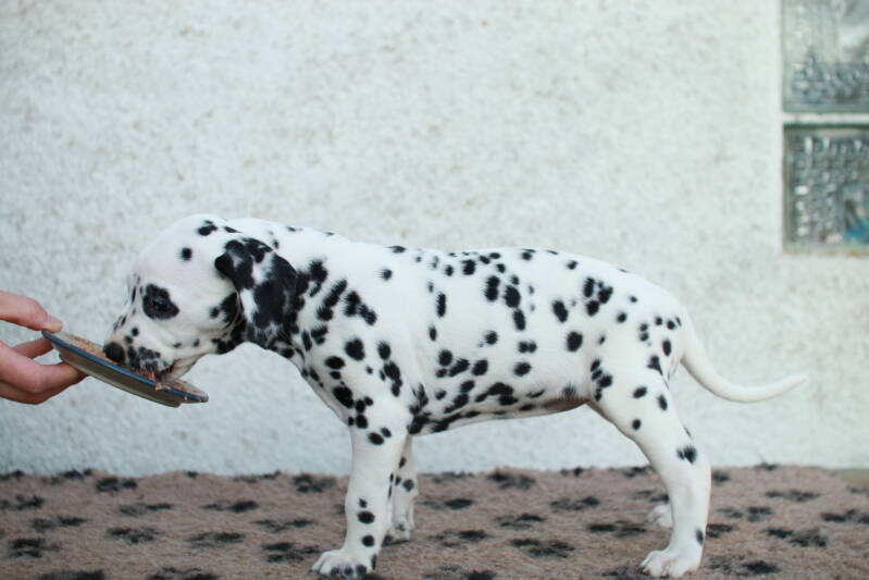 img_2777-standard.jpg