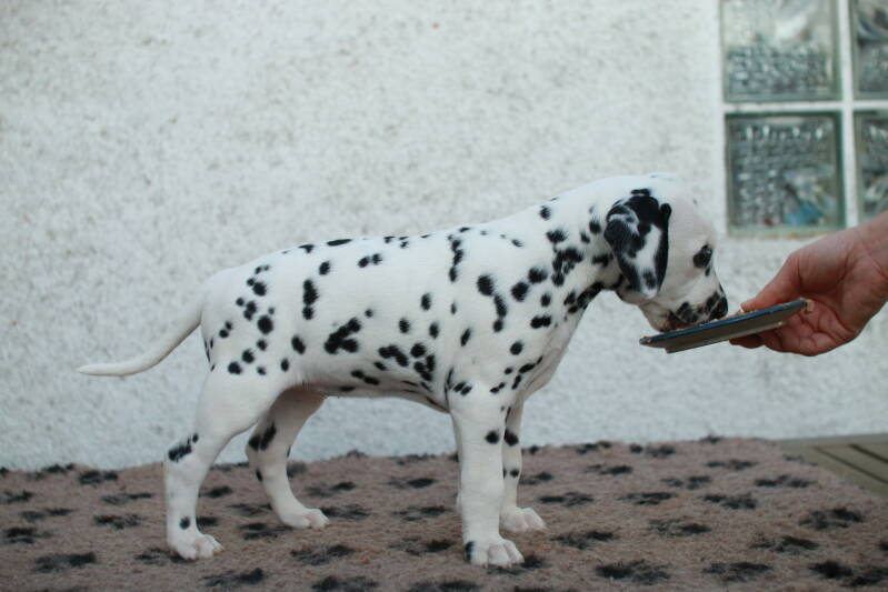 img_2819-standard.jpg