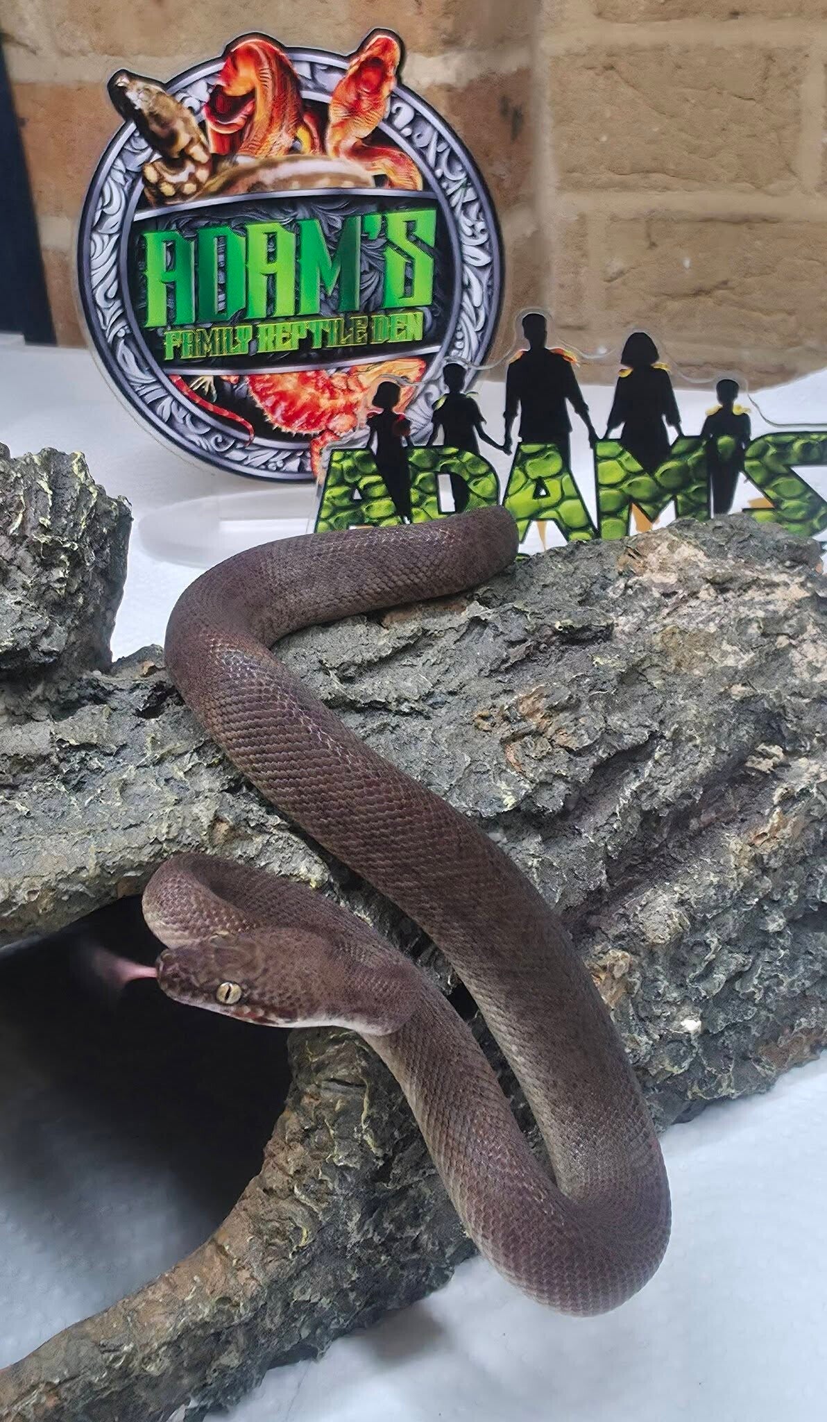 Children's Python 100% Het Marble