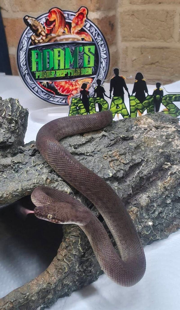 Children's Python 100% Het Marble