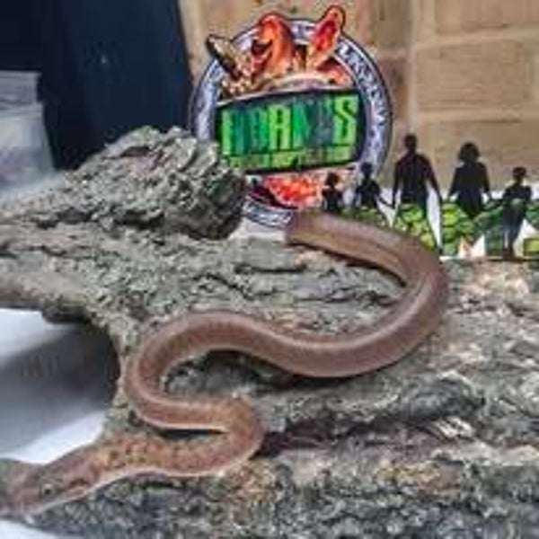 Children's Python 100% Het Marble 66% Het T+