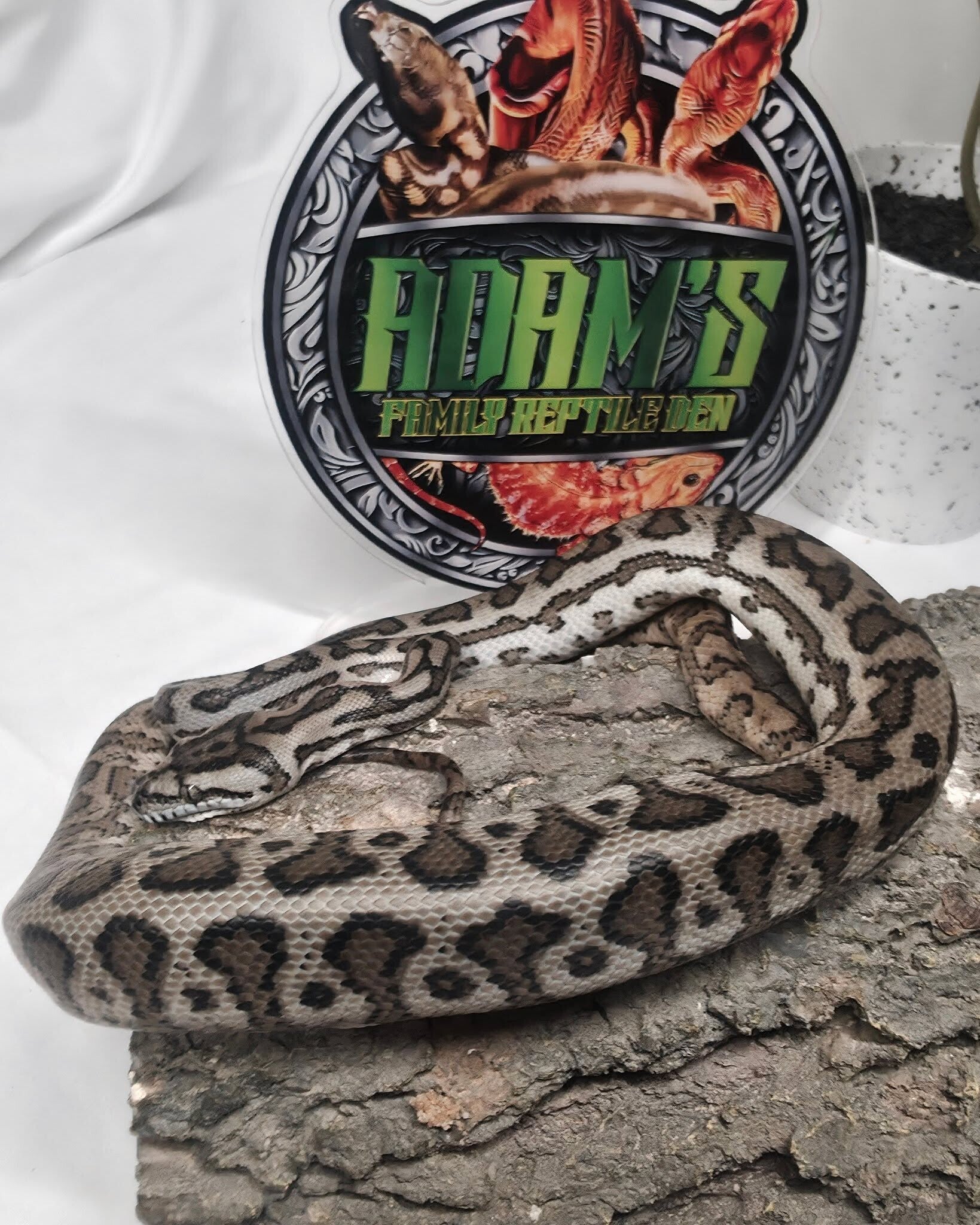 Xanthic Murray Darling Mixed Blood 66% Het Albino, Silver Pepper