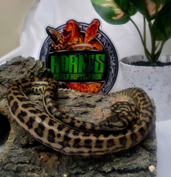Silver Pepper 66% Het Albino and Xanthic