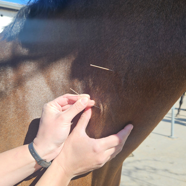 Dry Needling am Pferd
