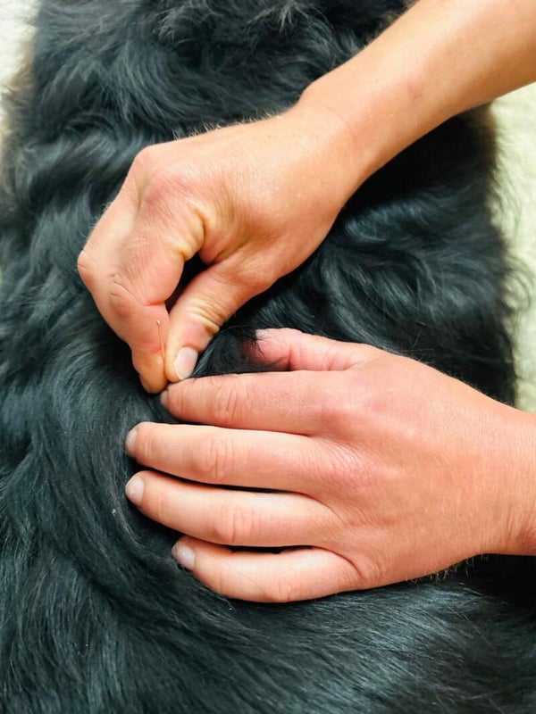 Dry Needling Aufbaukurs/Refresher
