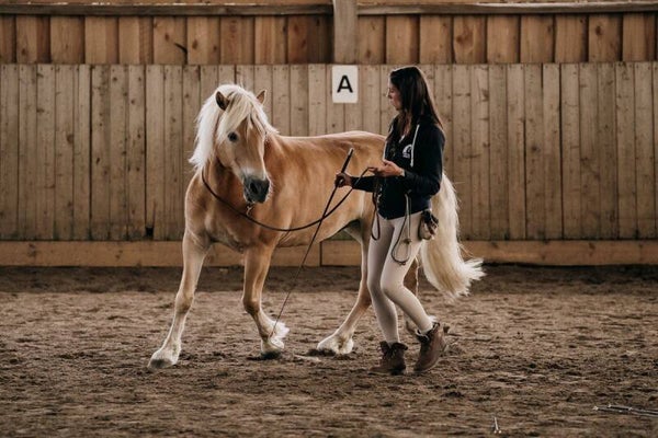 Medical Training Pferd