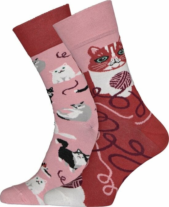 Many Morning Sokken Playful Cat