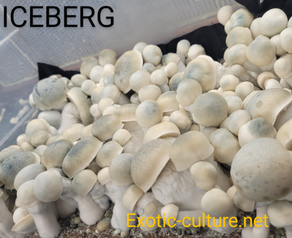 Iceberg 12cc Syringe