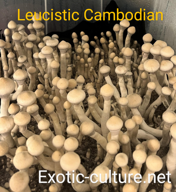 Leucistic Cambodian 12cc Syringe