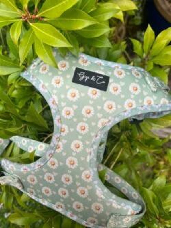 Have a great daisy Harness