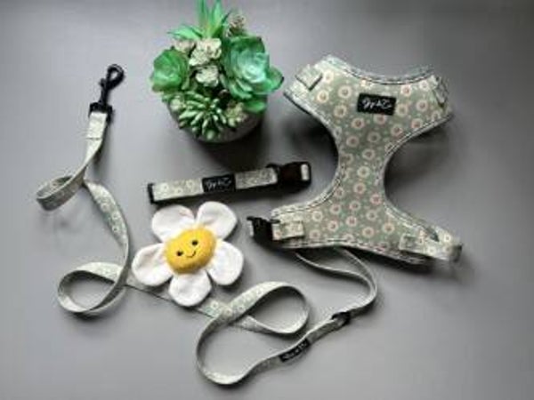 Have a great daisy Lead