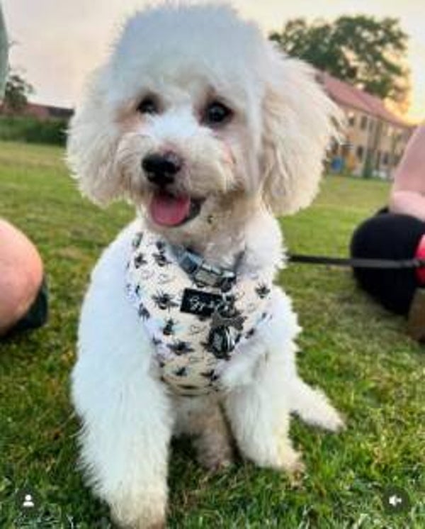 Honey Love dog Harness