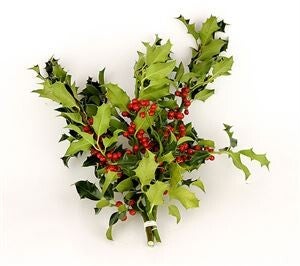 Hulst met rode bes hand bosje