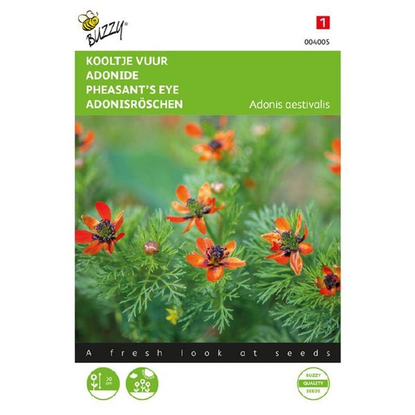 Buzzy® Adonis, Kooltje Vuur roodbloeiend