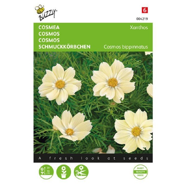 Buzzy® Cosmos, Cosmea Xanthos