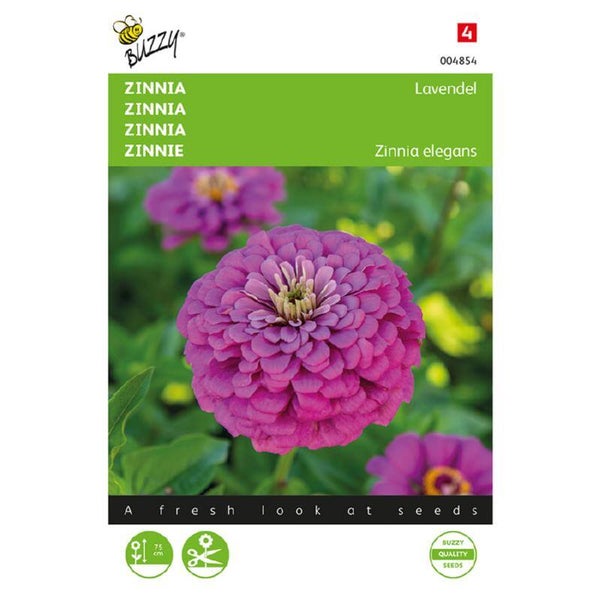 Buzzy® Zinnia Lavendel
