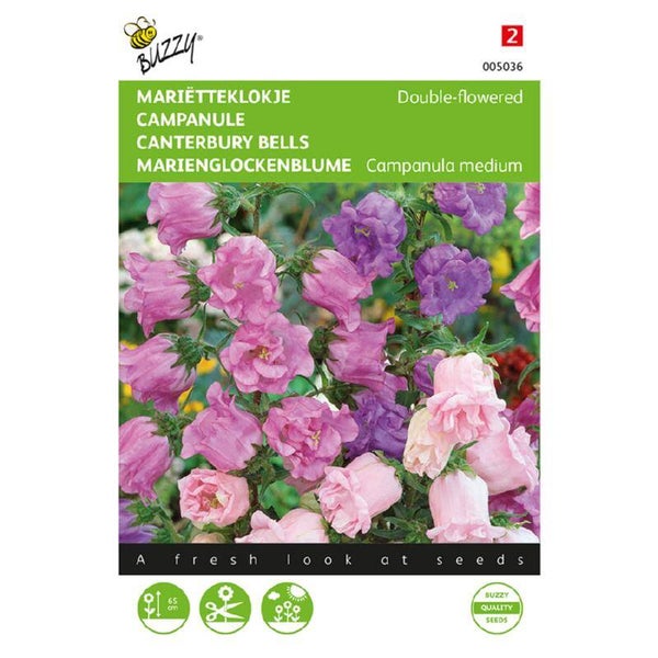 Buzzy® Campanula, Mariëtteklokje dubbelbloemig
