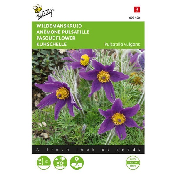 Buzzy® Pulsatilla, Wildemanskruid