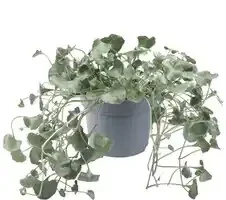 Dichondra