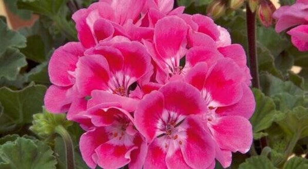 Geranium staand