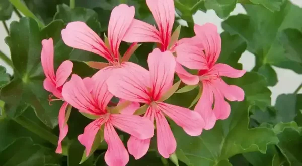 Geranium hang