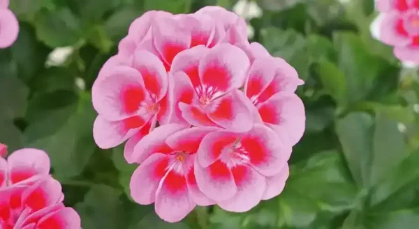 Geraniums (10 stuks)
