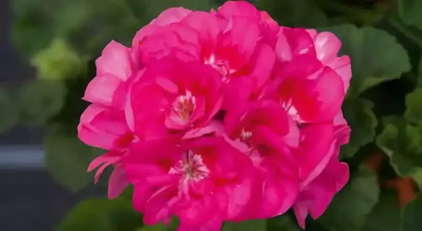 Geranium staand