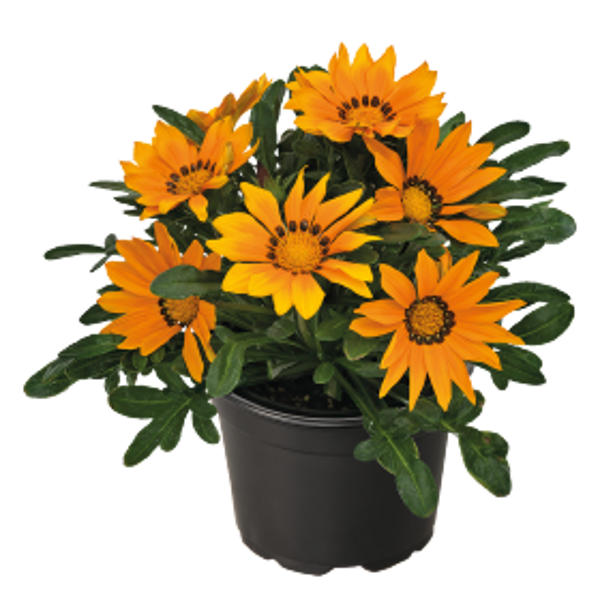 Gazania