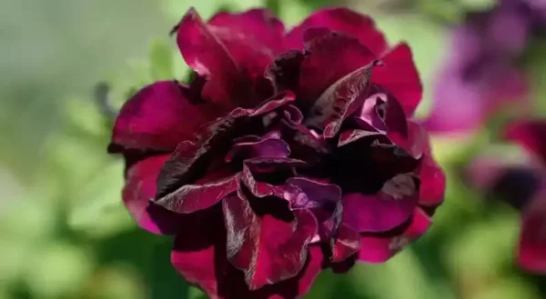 petunia