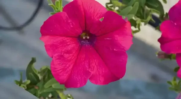 petunia