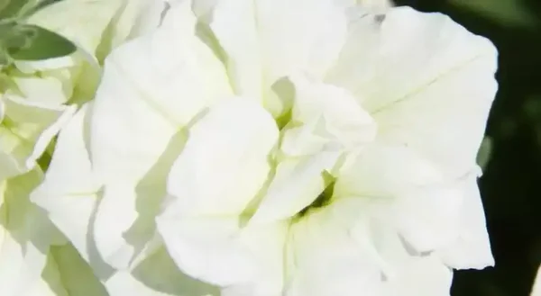 petunia