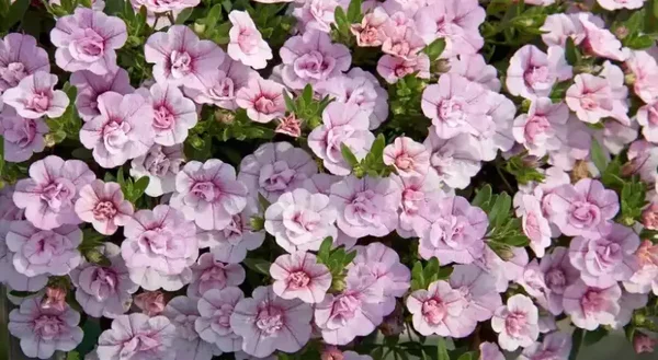 calibrachoa