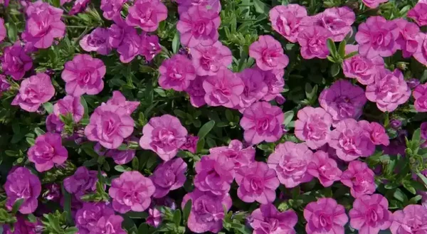 calibrachoa