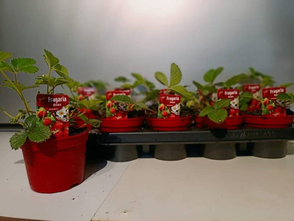 aardbeienplant doordragend 12cm