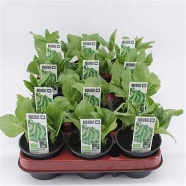Bio Tuinboon