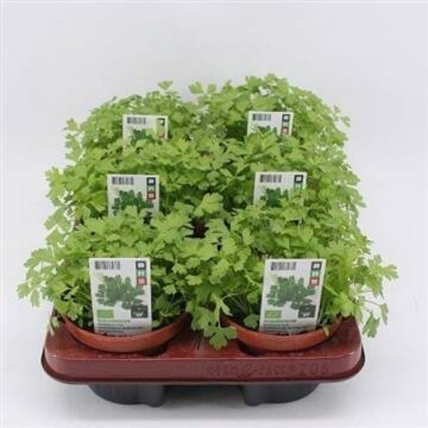 Bio Peterselie plat