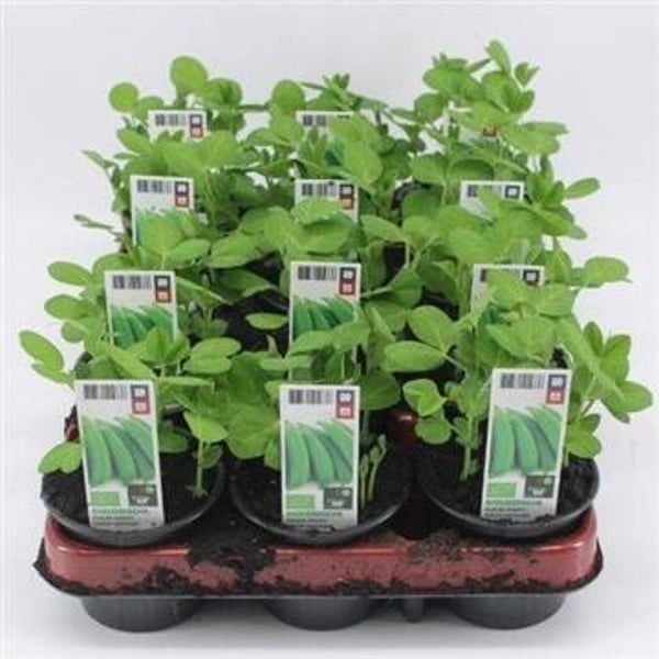 Bio Sugar Snaps