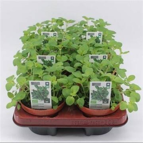 Bio Oregano