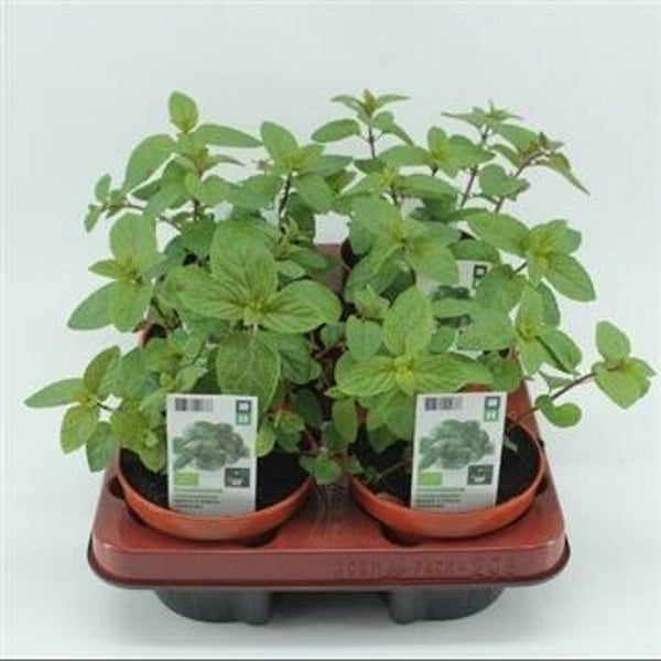 Bio Munt, Chocolademunt