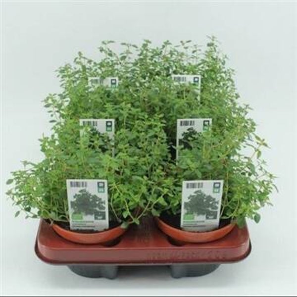 Bio Tijm, Citroentijm