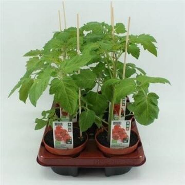 Bio Tomaat, Cherrytomaat (12 cm pot)