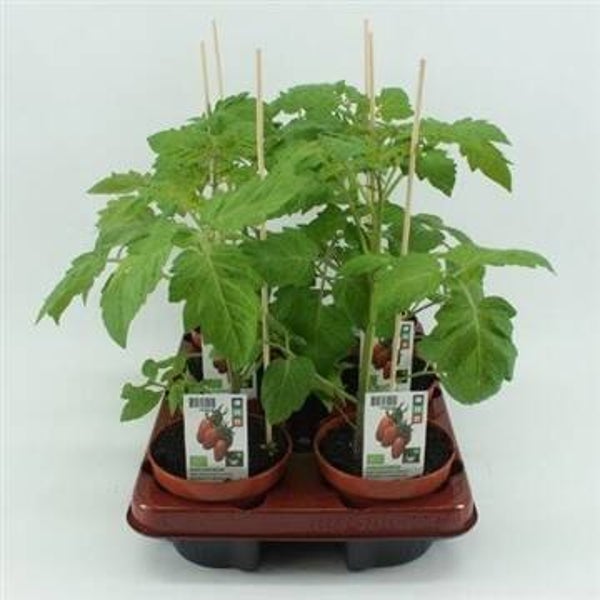 Bio Tomaat, San Marzano tomaat (12 cm pot)