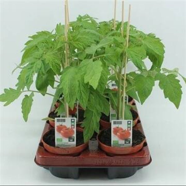 Bio Tomaat, Vleestomaat (12 cm pot)