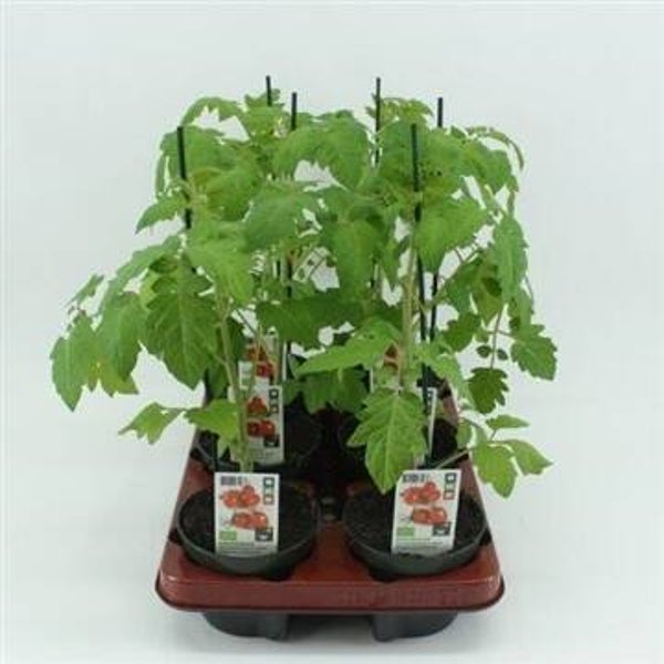 Bio Tomaat, Geënte Mini pruimtomaat