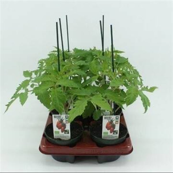 Bio Tomaat, Geënte San Marzano tomaat