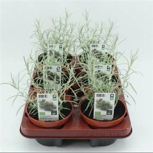 Bio Kerrieplant