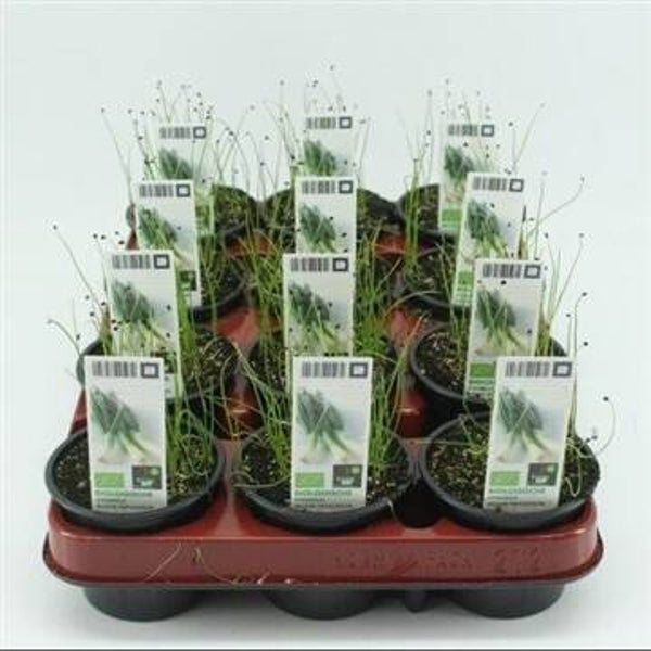 Bio Stengelui