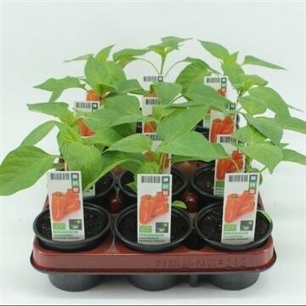 Bio Paprika, Snackpaprika