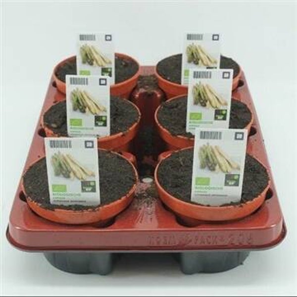 Bio Asperge